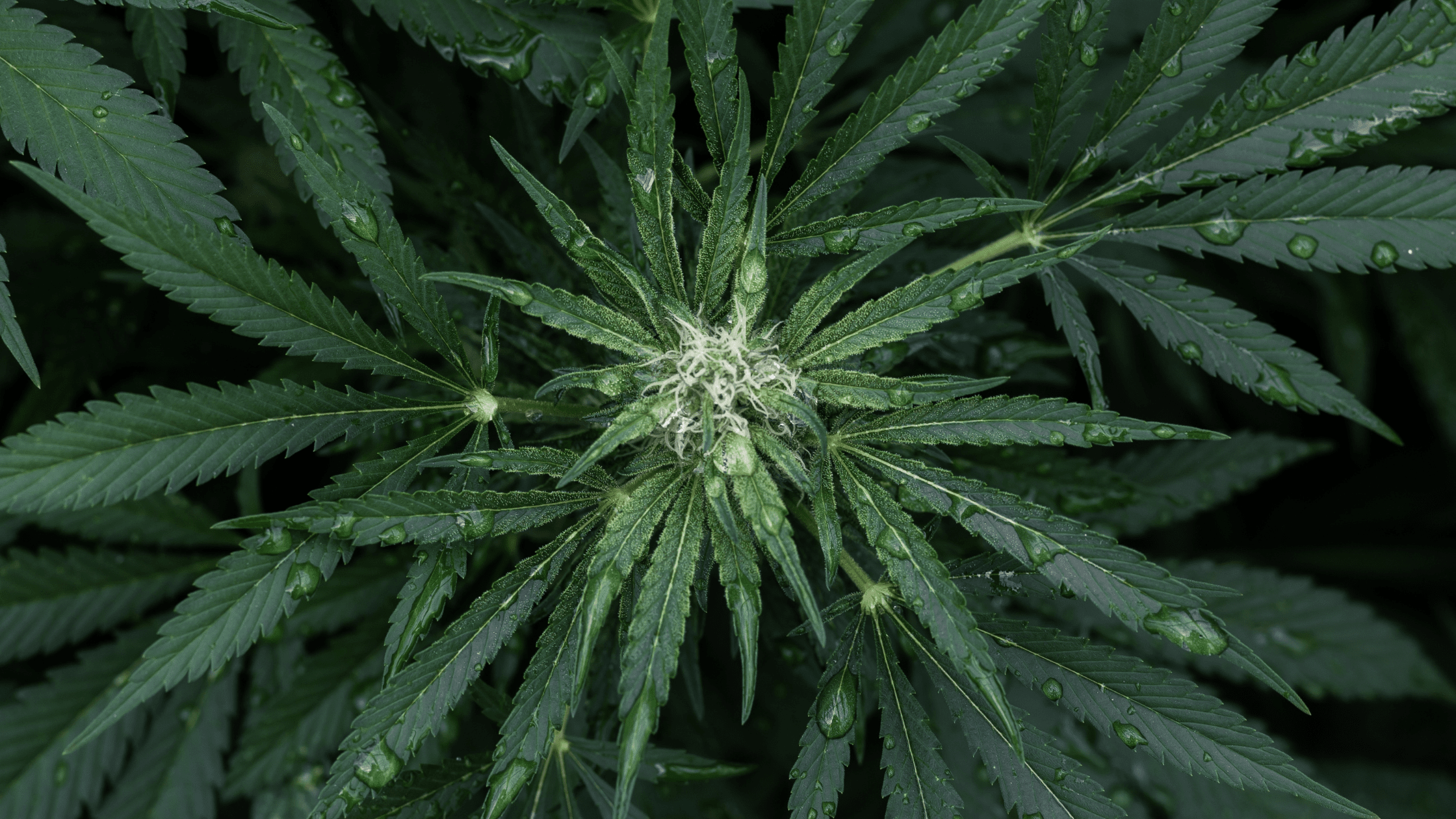 10 Astuces pour trouver du CBD pas cher sans sacrifier la qualité