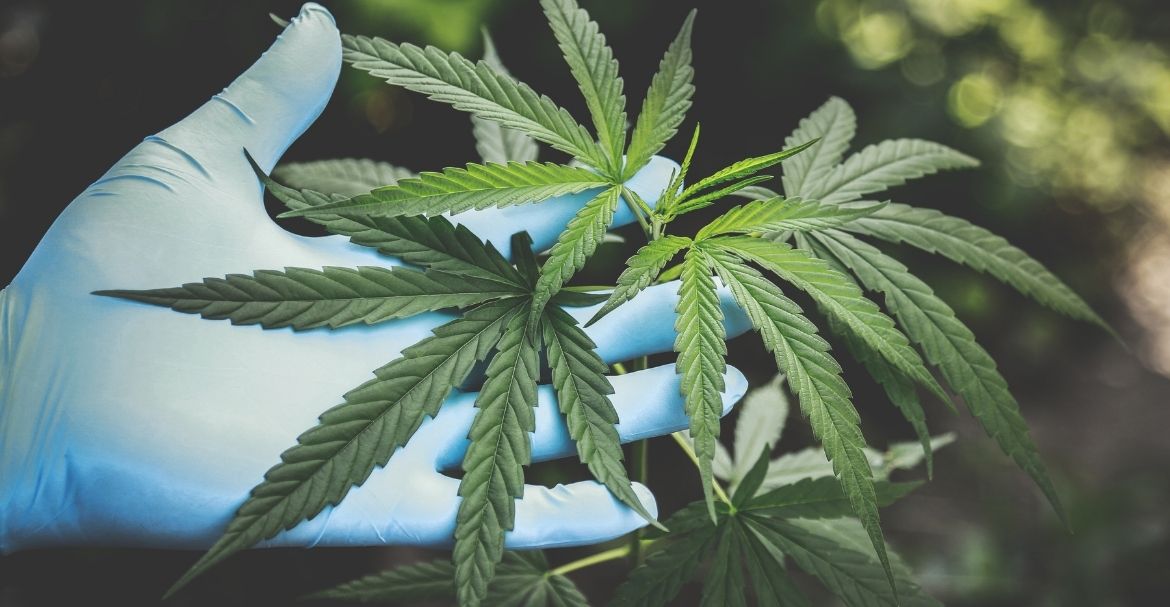 5 pays ou fumer de la weed est le plus risqué. Image
