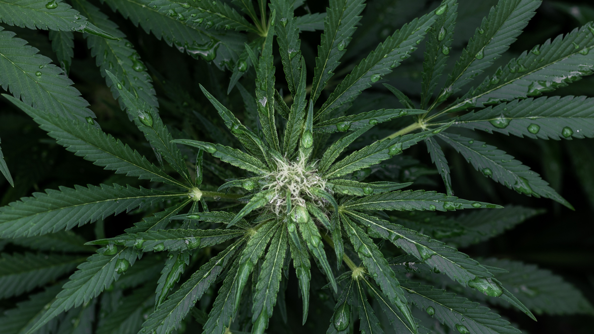 Comment reconnaître un CBD de qualité ? 7 critères à vérifier avant de choisir Image