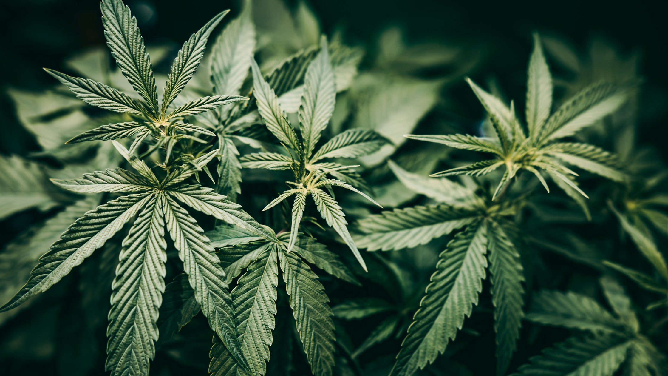 Stress de la rentrée ? Ce que le CBD peut (vraiment) faire pour vous Image