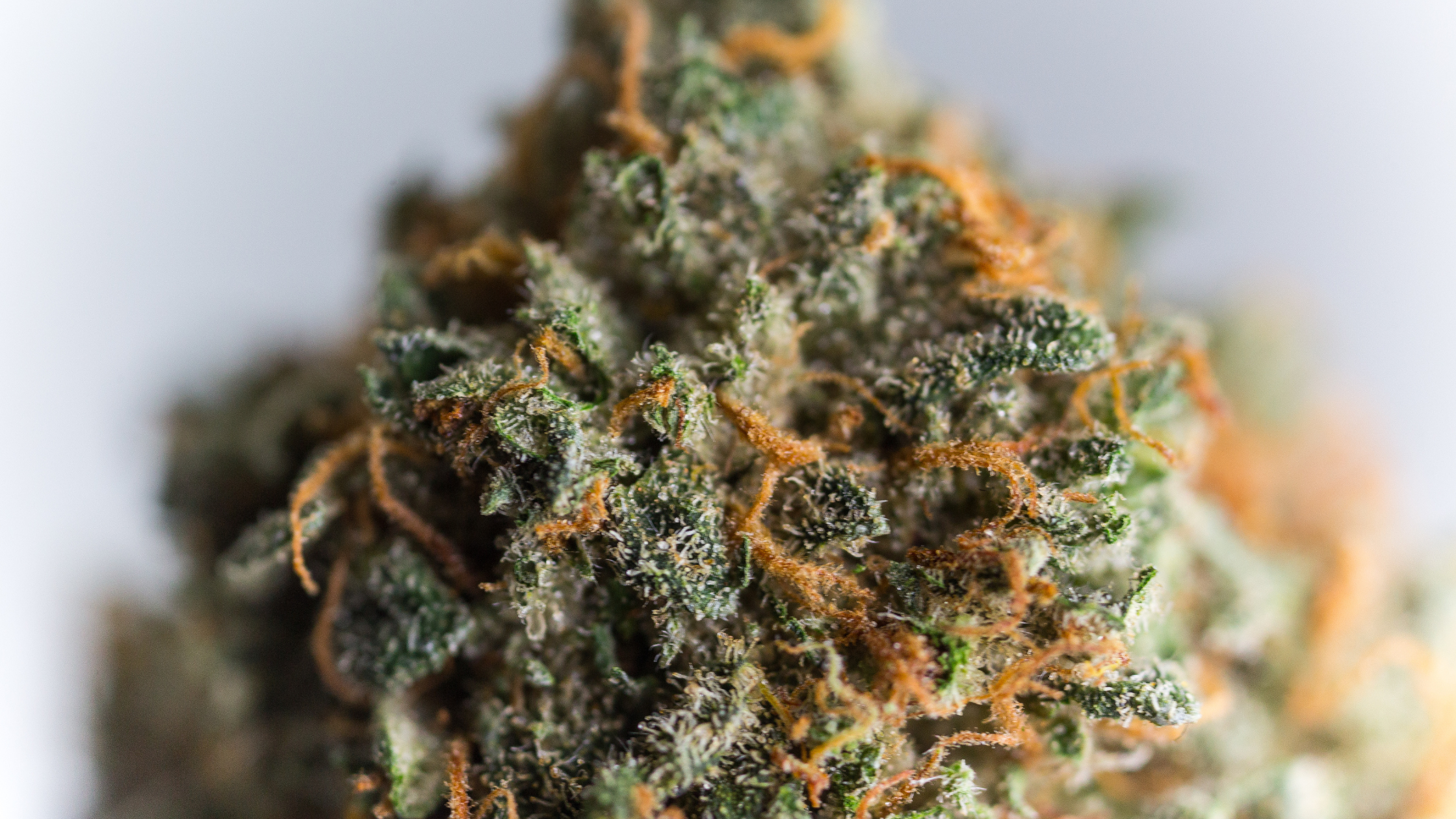 THCA : la molécule du cannabis que personne n'a vraiment expliquée Image