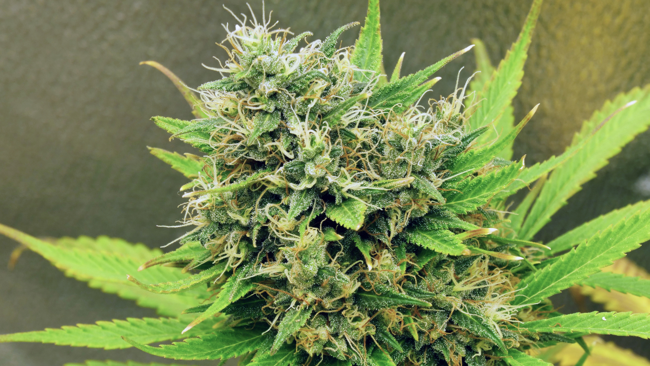 Amnesia 2.0 Hydro : Découvrez la fleur CBD primée qui a volé la vedette au salon Cannaduro 2023 Image