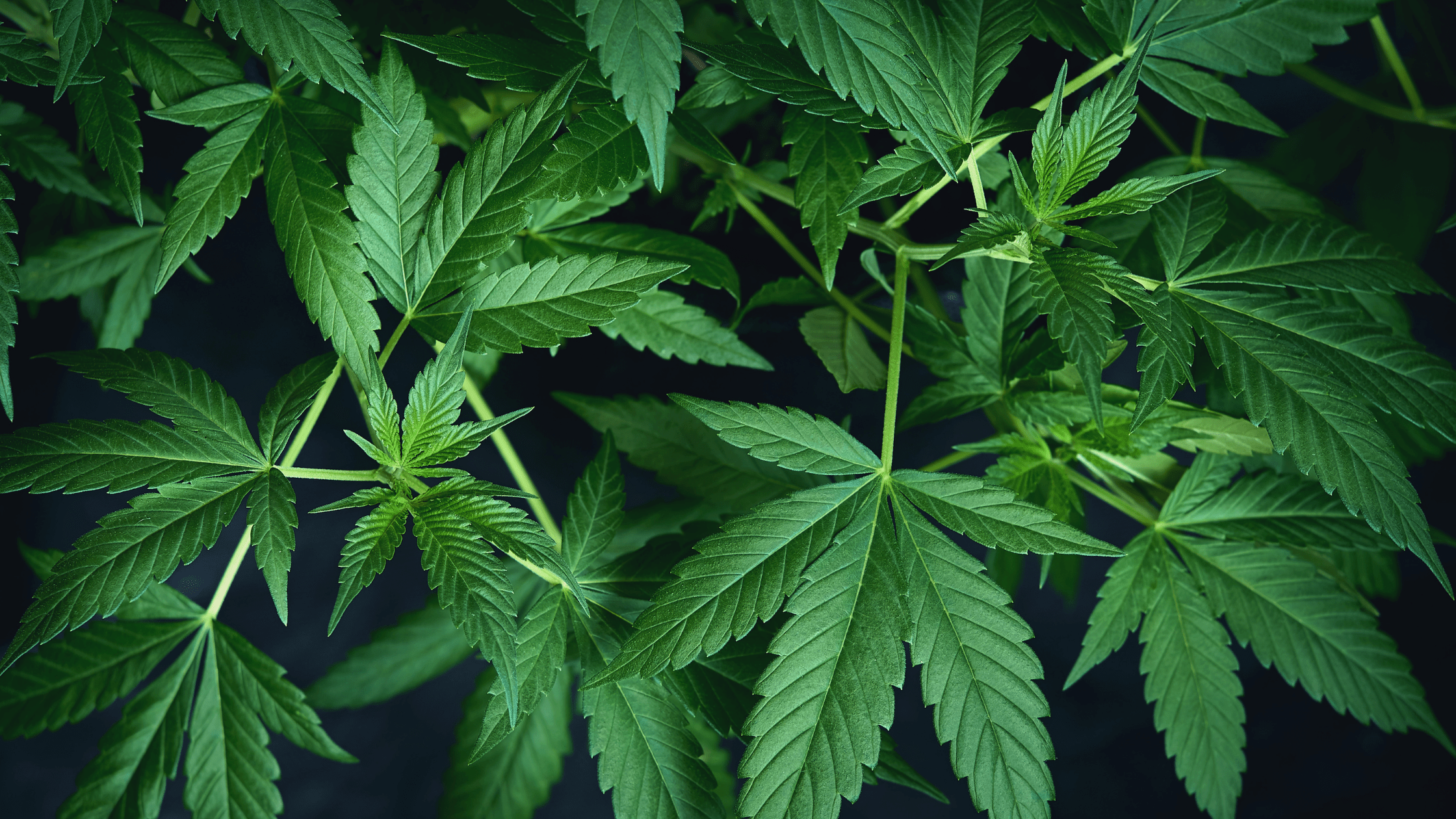 Cannabis CBD : tout savoir sur les produits légaux