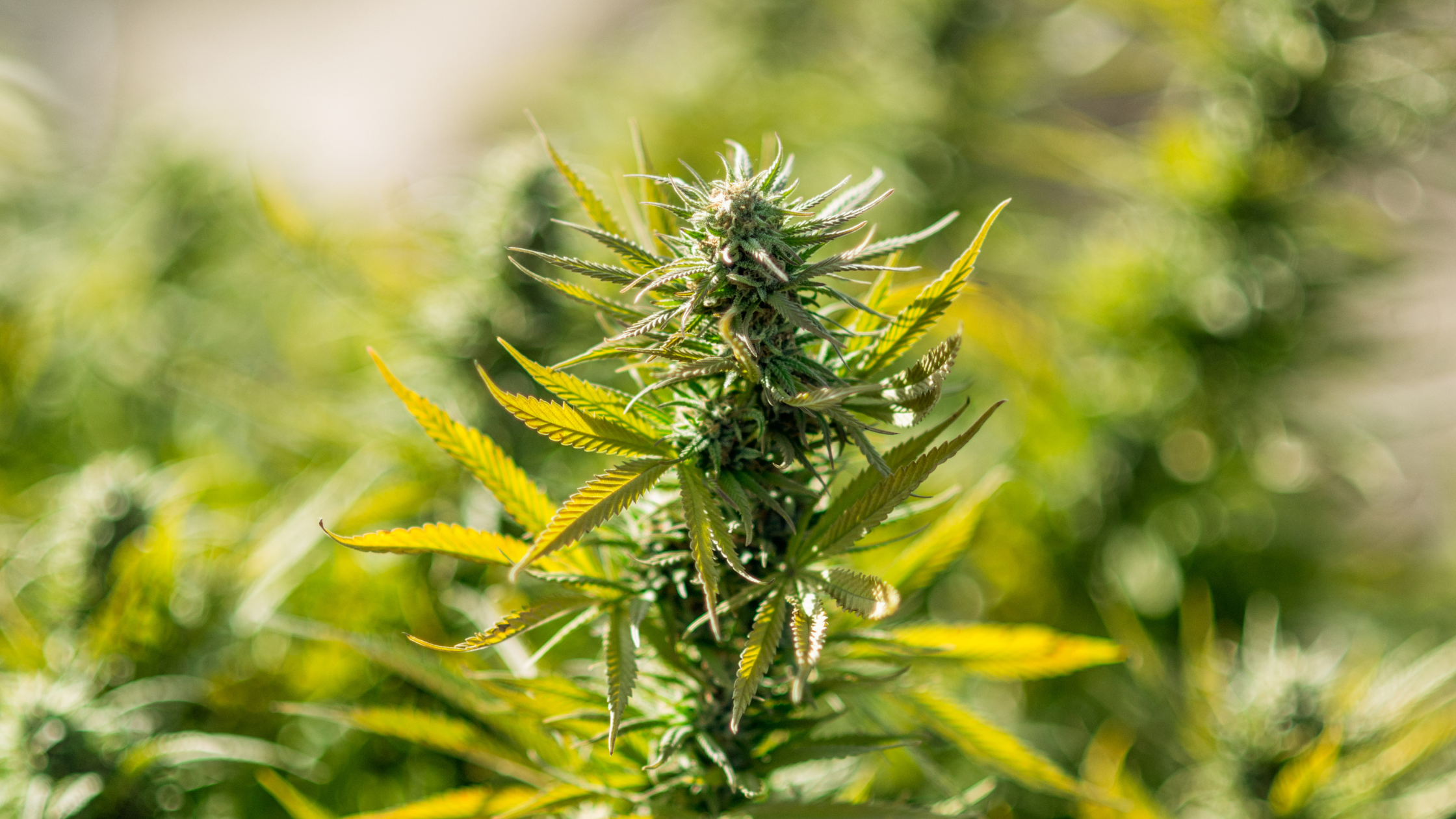 Cannabis dépénalisation, légalisation, répression : tout savoir Image
