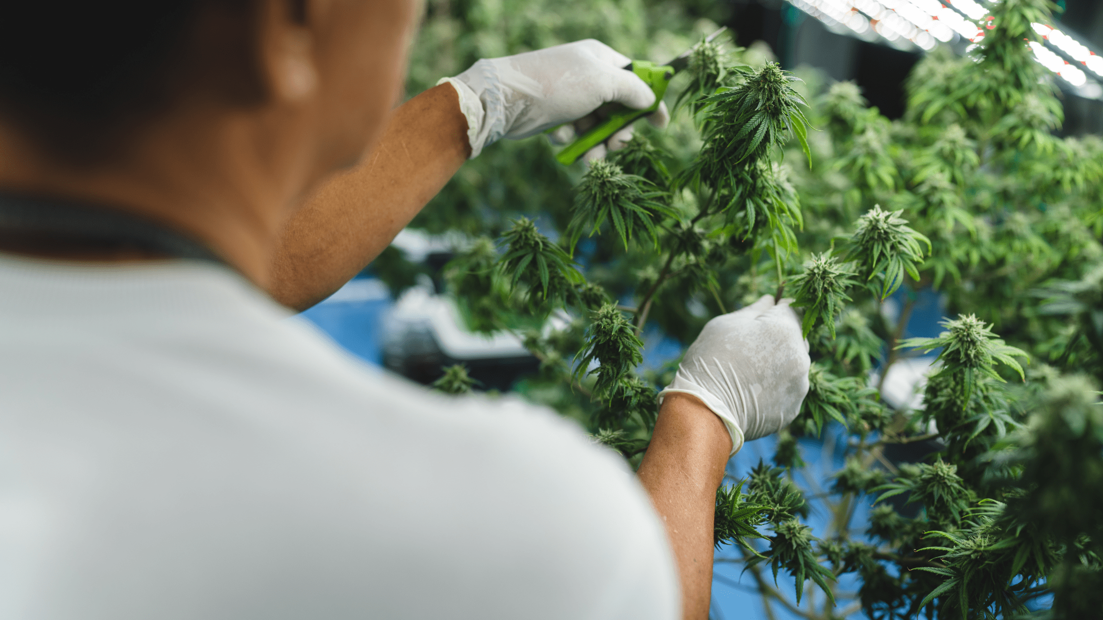 Cannabis vs CBD : quelles différences légales et pratiques en 2025 ? Image
