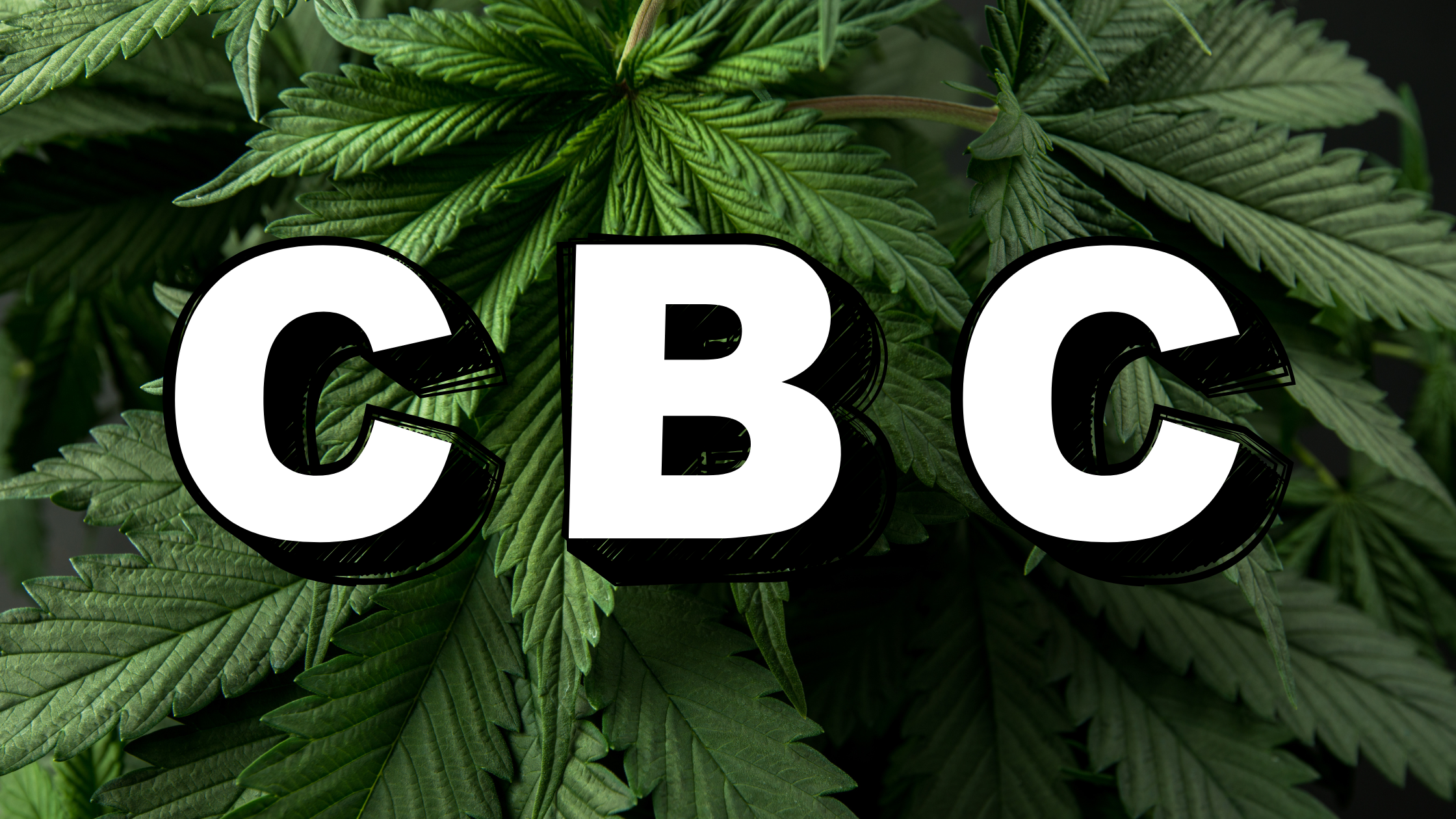 CBC : comprendre le Cannabichromène et choisir une résine CBC de qualité