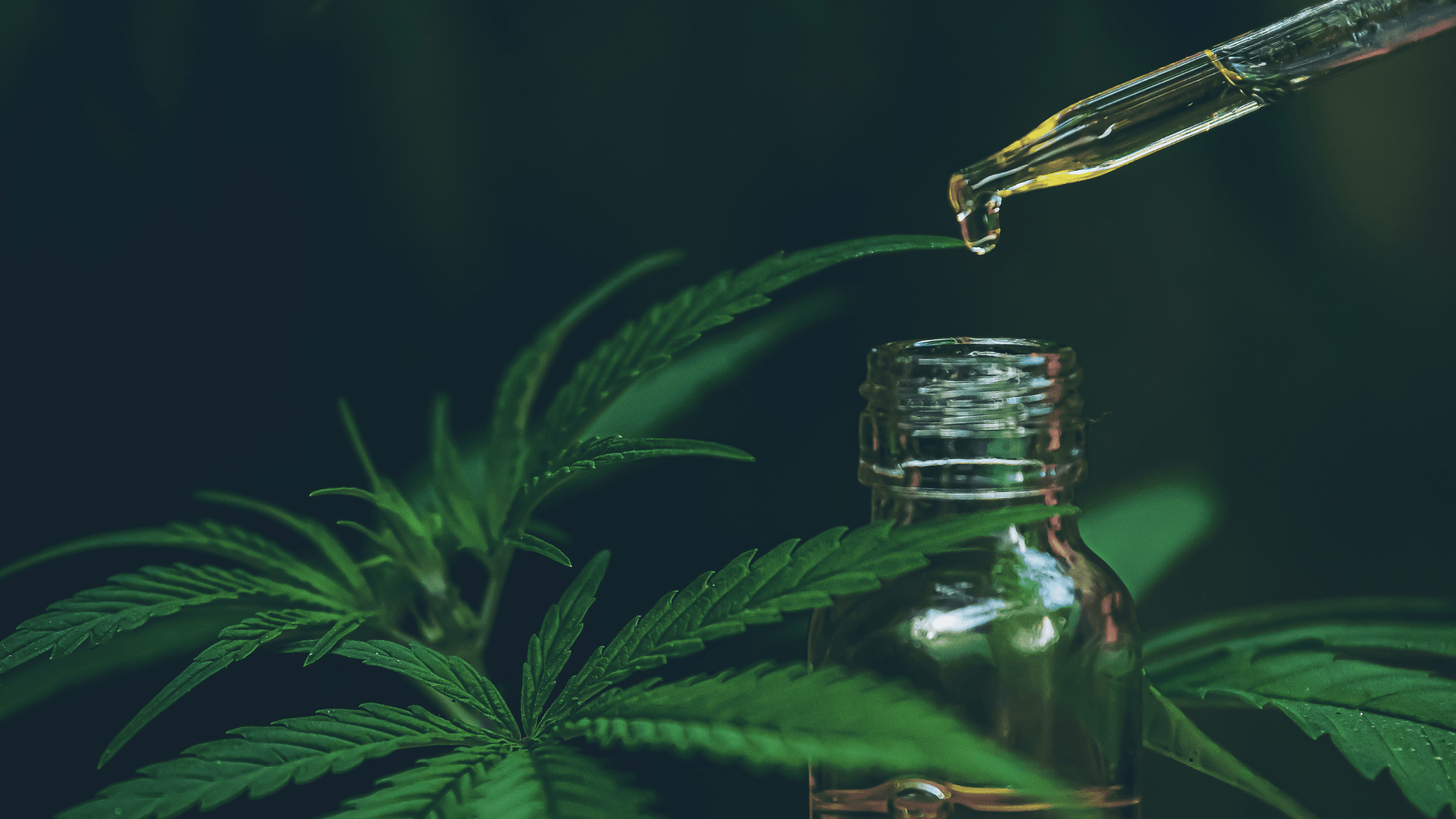 CBD à spectre complet vs isolat, lequel choisir ?