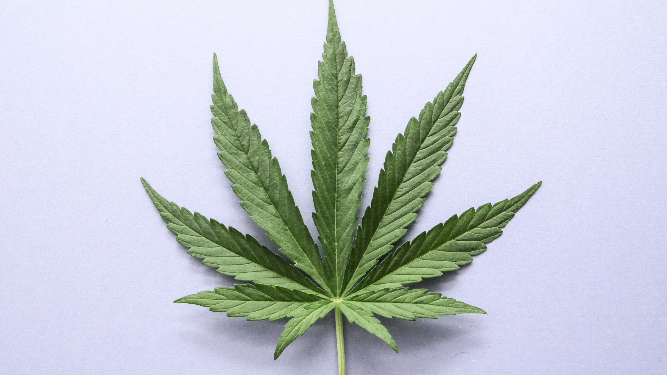 CBD & cannabis : comprendre la différence et bien choisir ses produits CBD en France
