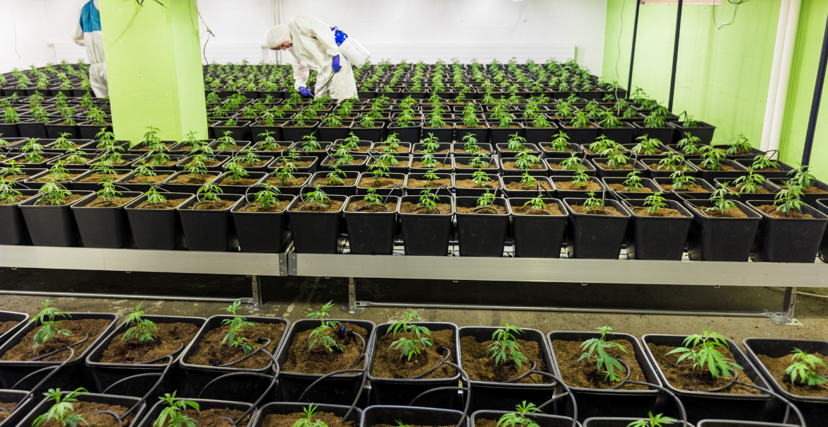 CBD : c’est quoi et comment bien l’utiliser ? Image