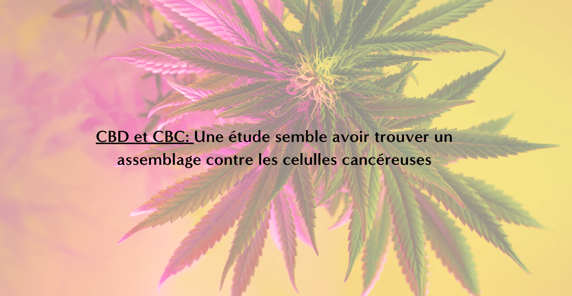 CBD et CBC: Une étude semble avoir trouver un assemblage contre les celulles cancéreuses
