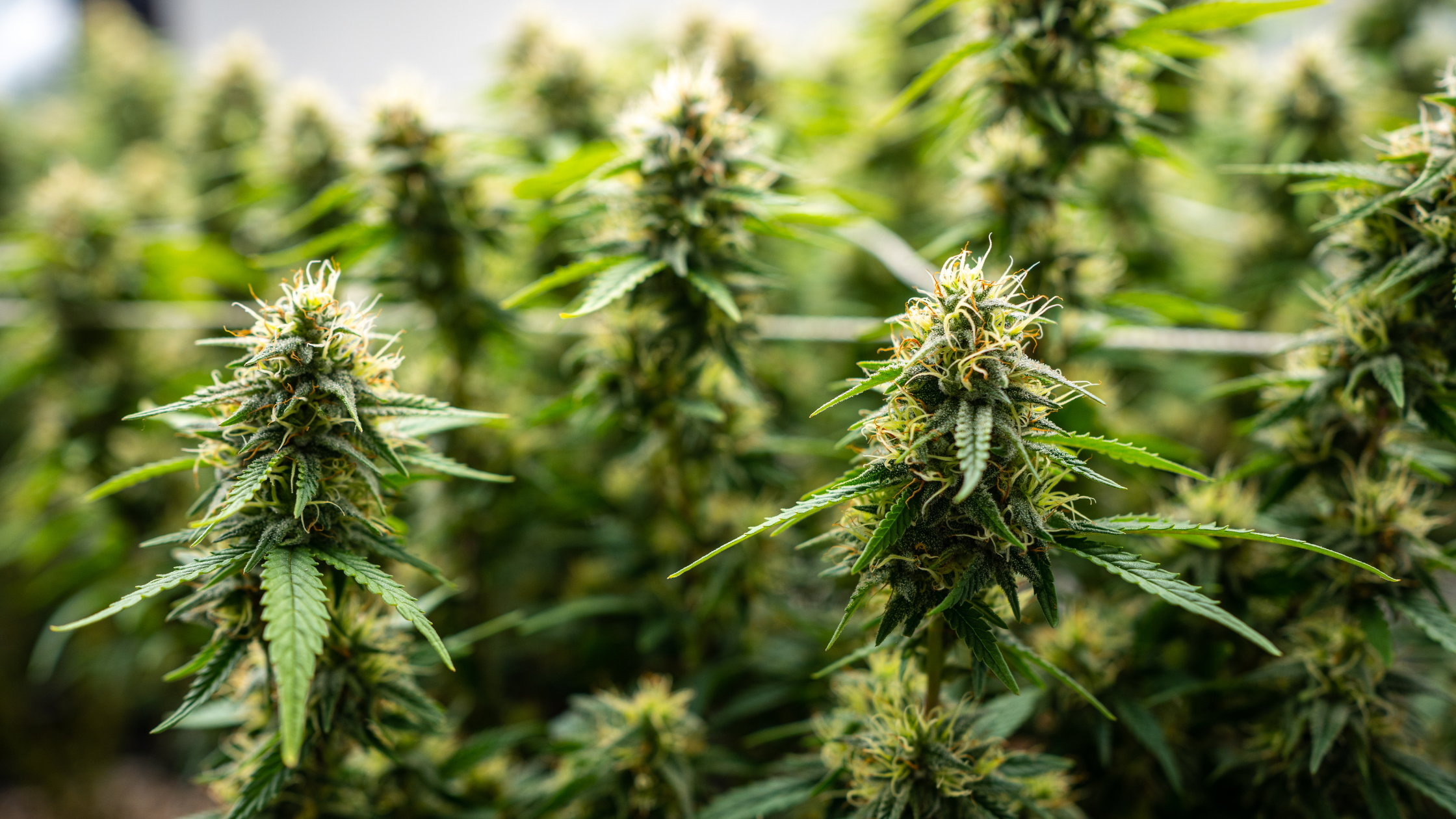 CBD et chanvre : quelle différence exactement ? Image
