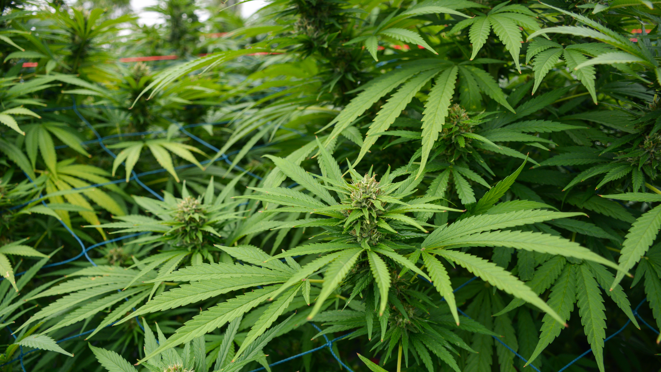 CBD pas cher : TOP 10 des meilleurs plans pour acheter moins cher sans se tromper