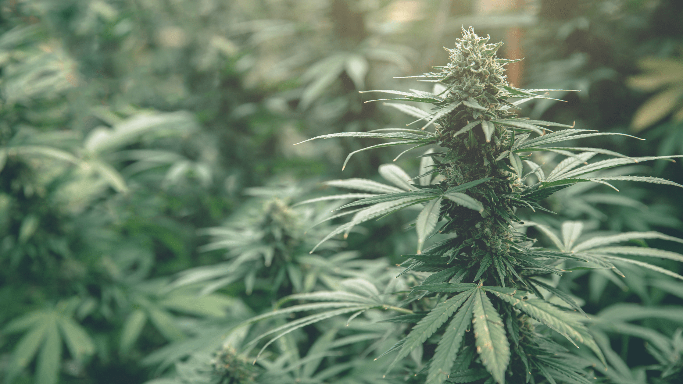 CBD pas cher vs CBD premium : comment s'y retrouver ?