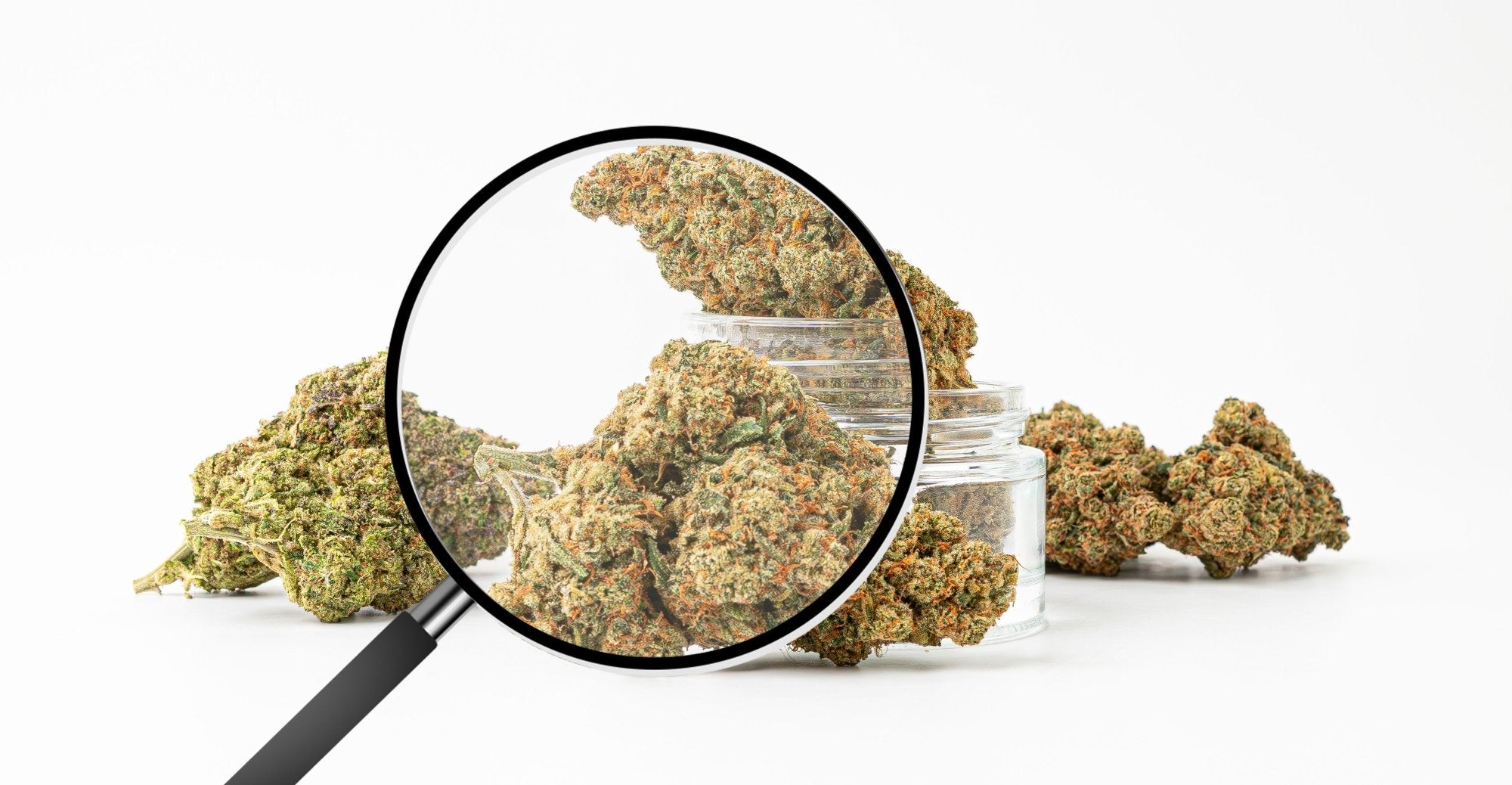 CBG : Zoom sur cette molécule issue du chanvre