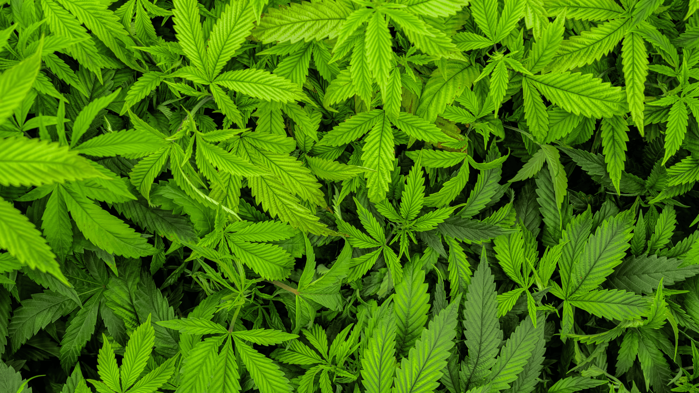 CBN, CBD, CBG : quelles différences entre ces cannabinoïdes naturels ? Image