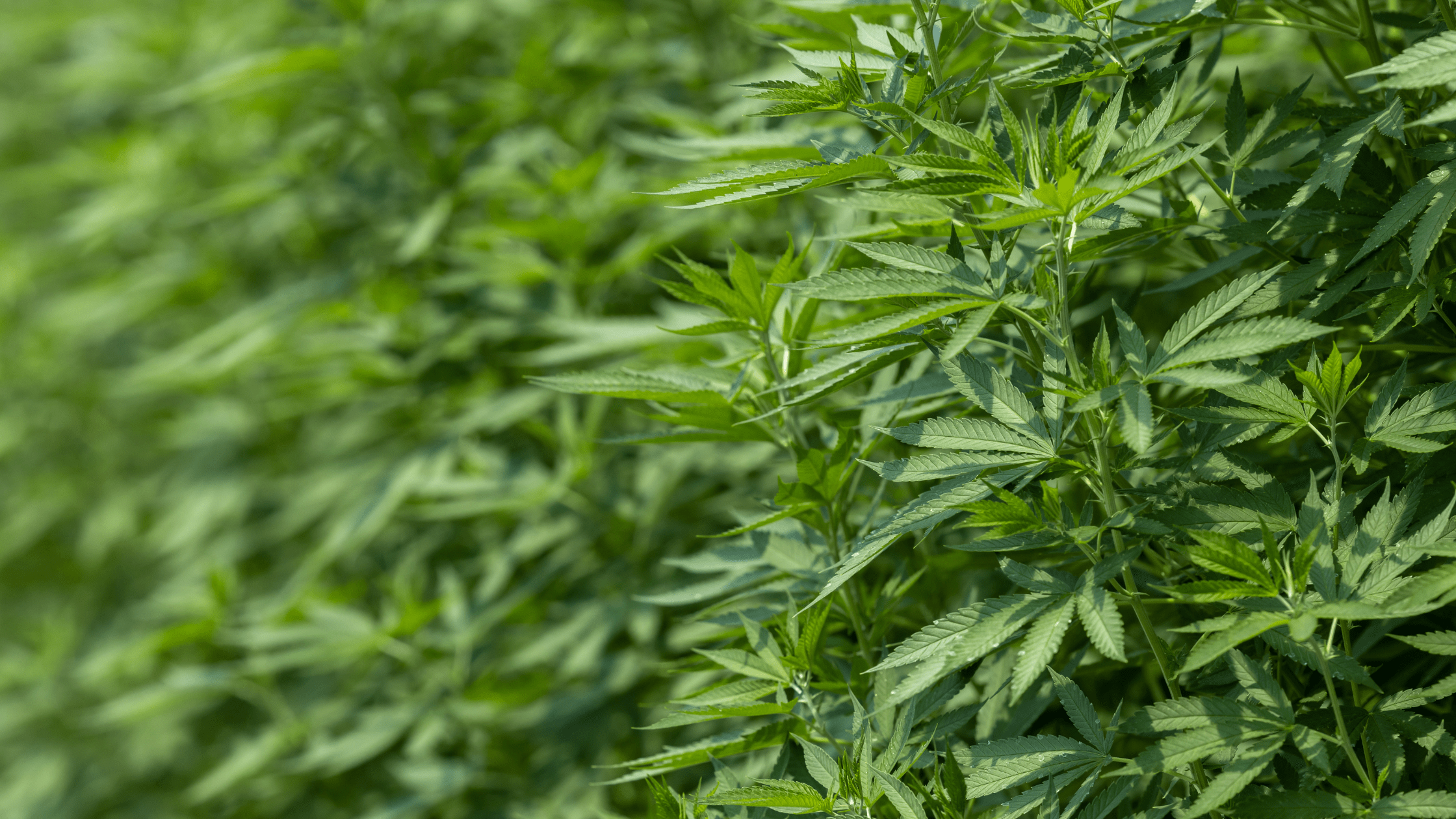 CBN : Explorez les vertus méconnues des fleurs de cannabinol !