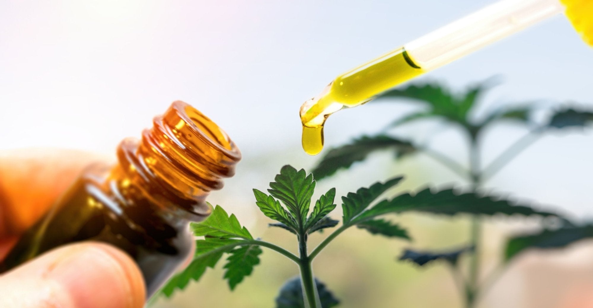 Comment bien utiliser le CBD : comprendre les indications en % et les apports en mg. Image