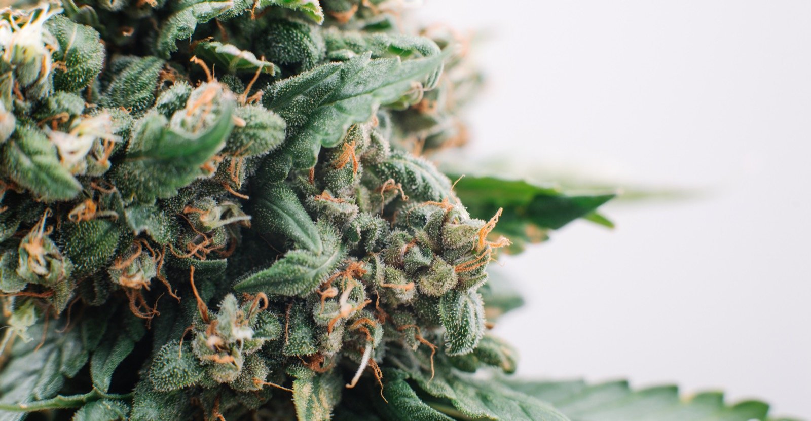 Comment consommer les fleurs de CBD?
