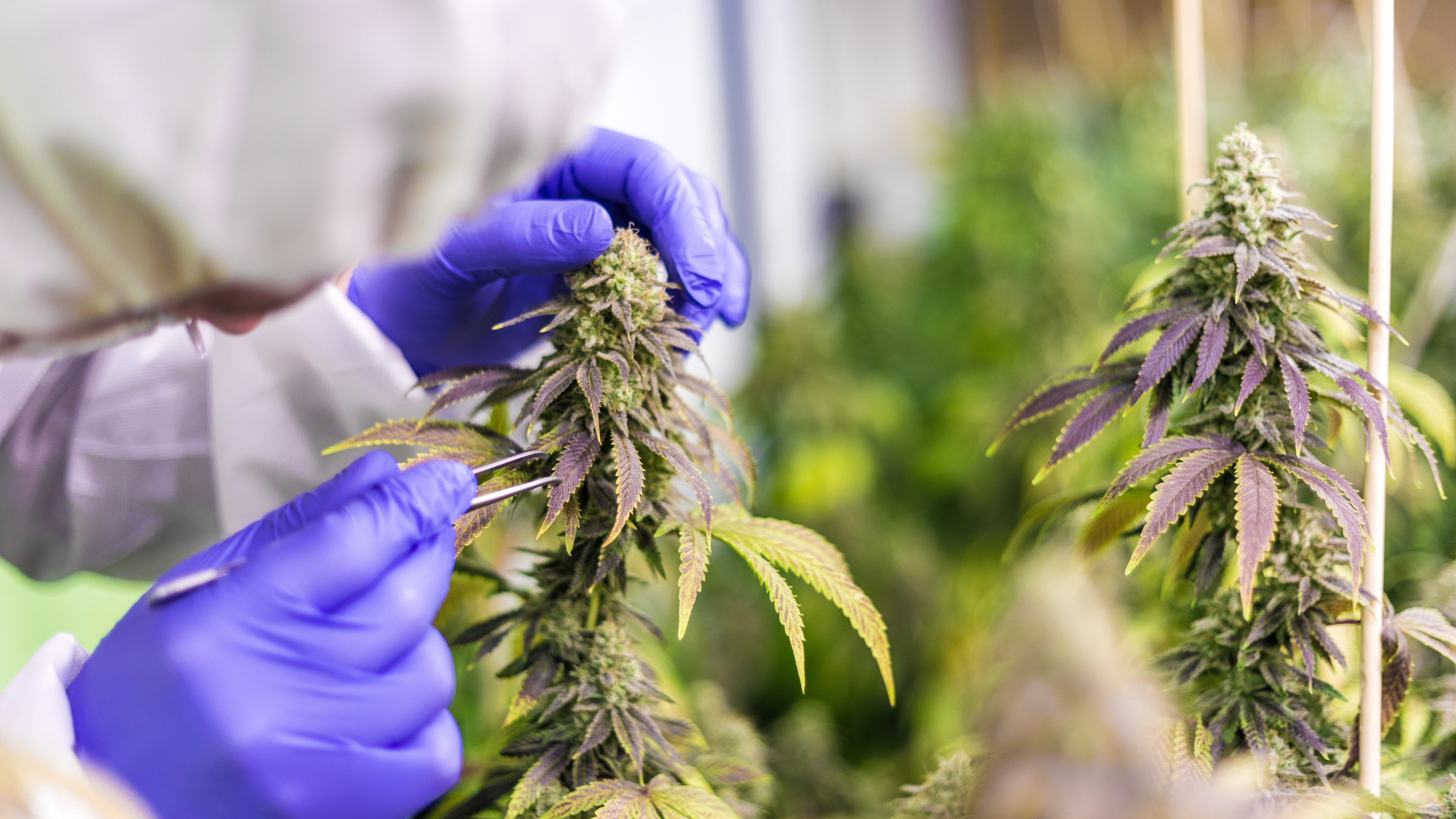 Comprendre la législation sur le CBD