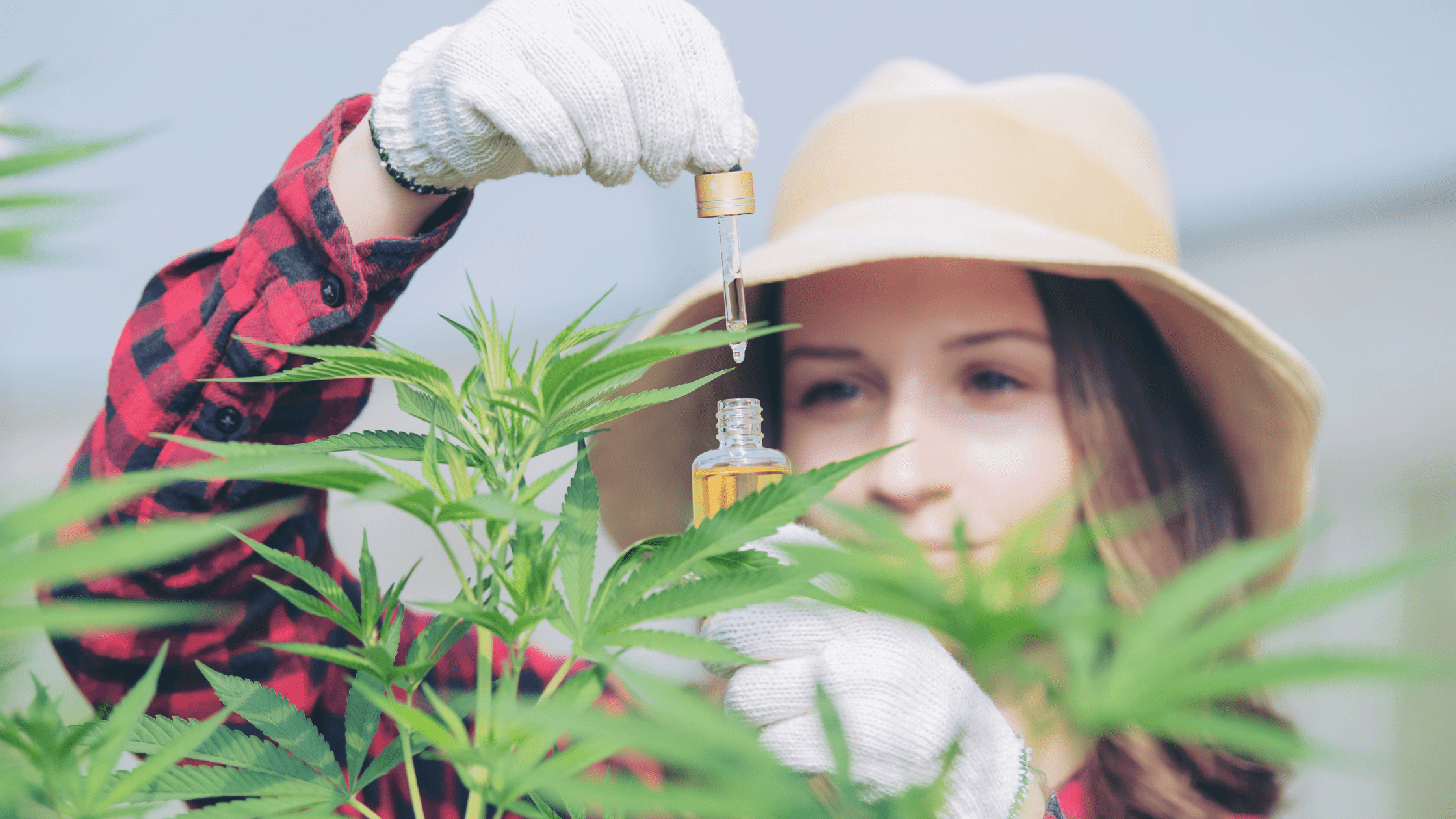 Comprendre la molécule PGR dans le cannabis