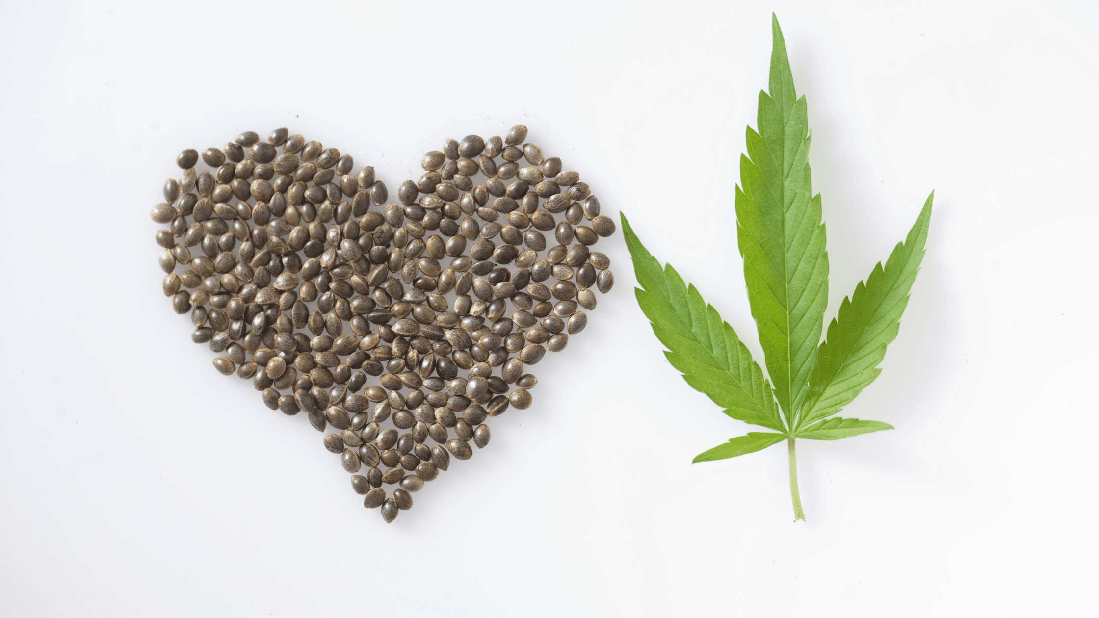 Comprendre les graines de CBD légales en France