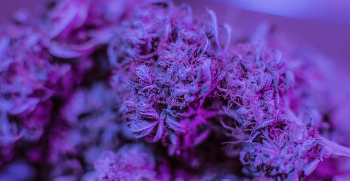 Cosmétiques au CBD, quels en sont les bienfaits ?