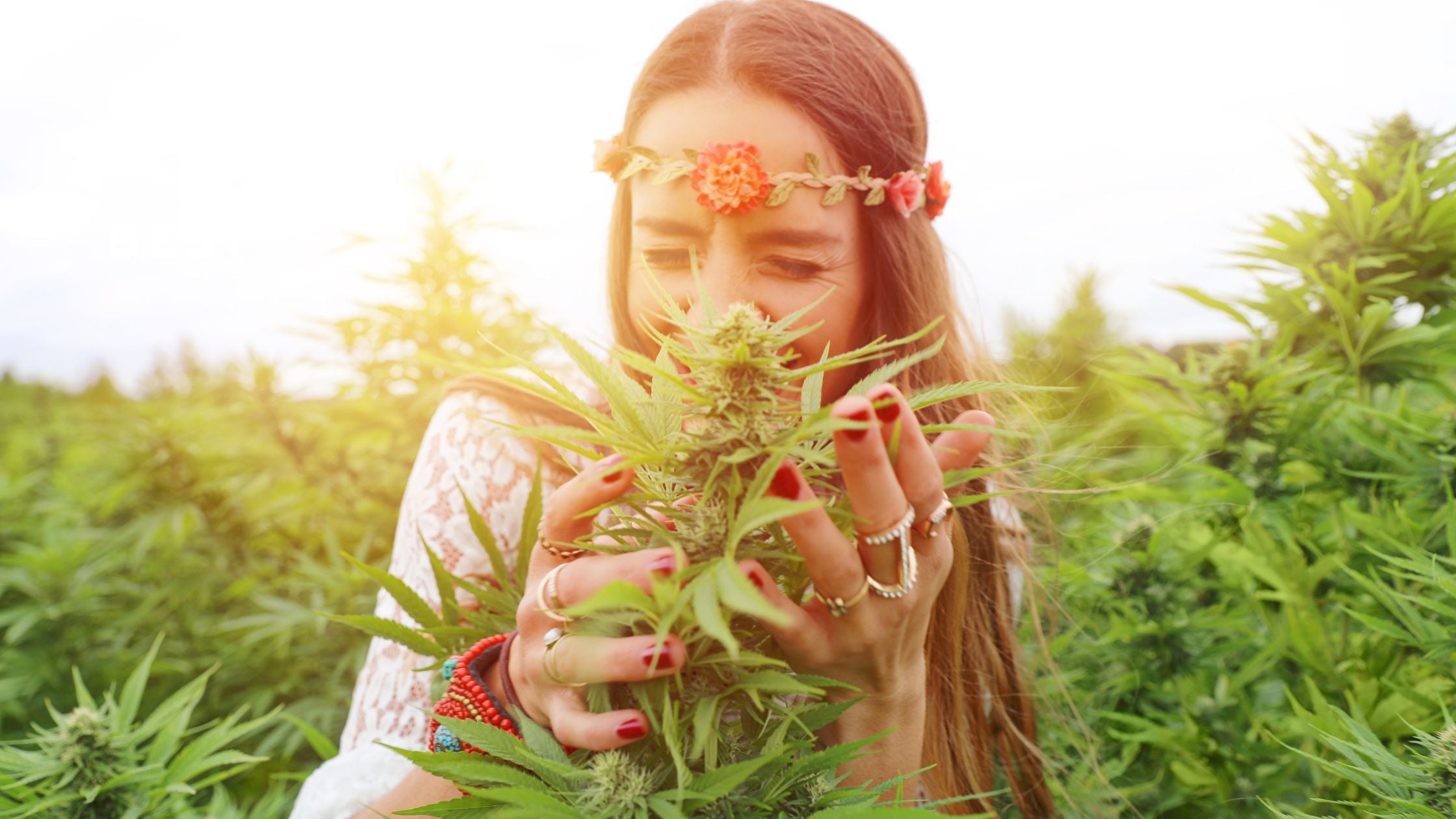 Cultiver du CBD comme un(e) pro : Stratégies essentielles pour une culture optimale
