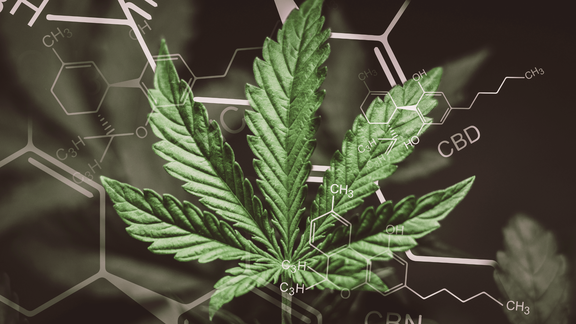 Débloquer le potentiel de l'huile CBN : Un guide complet sur les bienfaits des cannabinoïdes CBN