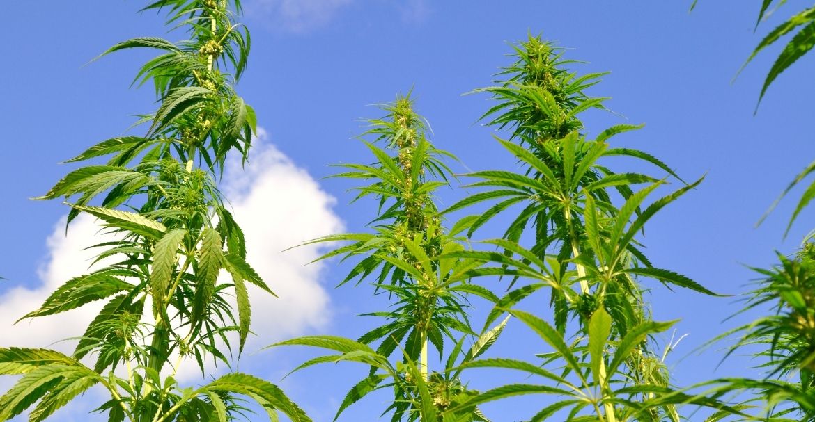 Découvrez la boutique Deli hemp commines