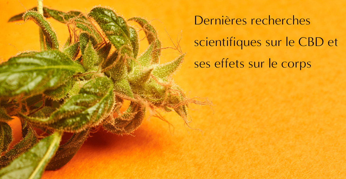 Dernières recherches scientifiques sur le CBD et ses effets sur le corps