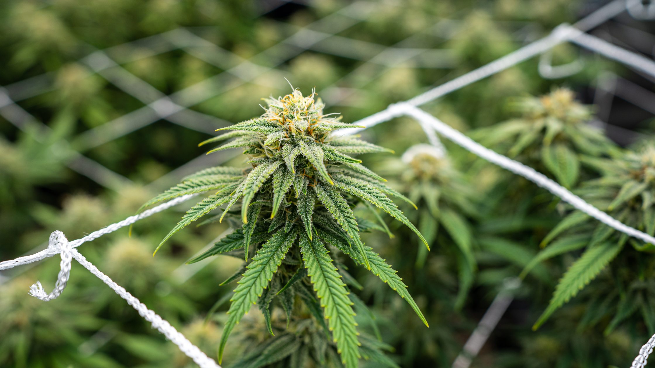 Différence entre fleurs CBD indoor, greenhouse et outdoor Image