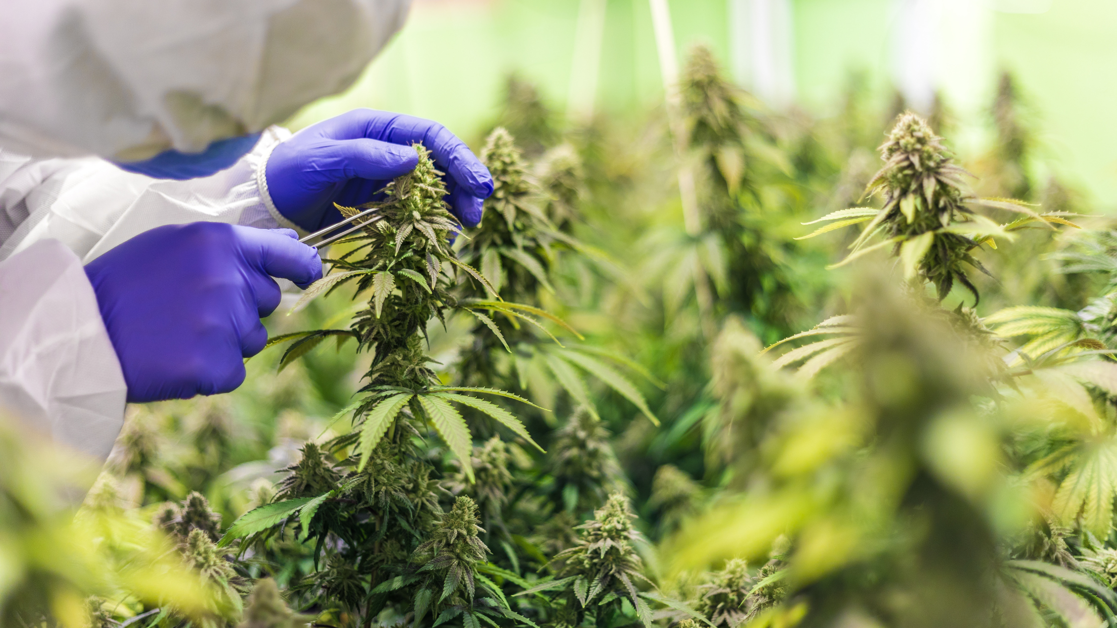 Différence entre fleurs et résines CBD : tout savoir !