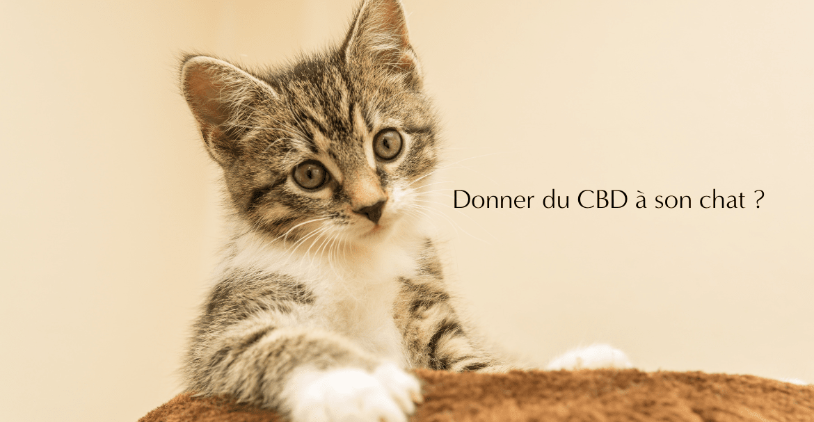 Donner du CBD à son chat !