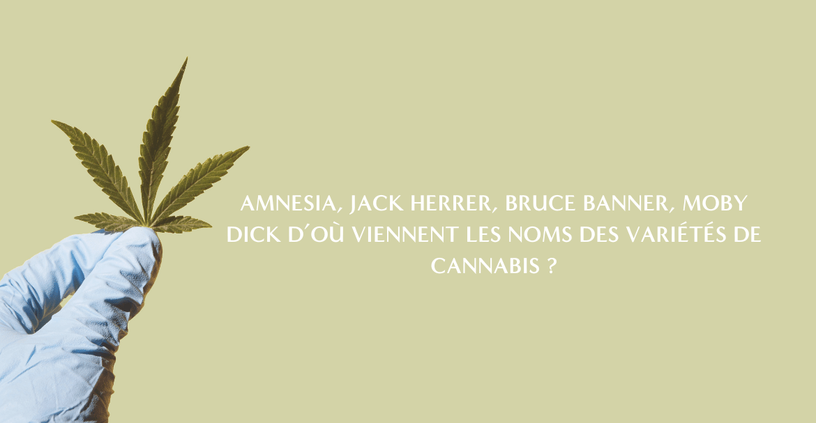 D’où viennent les noms des variétés de cannabis ? Image