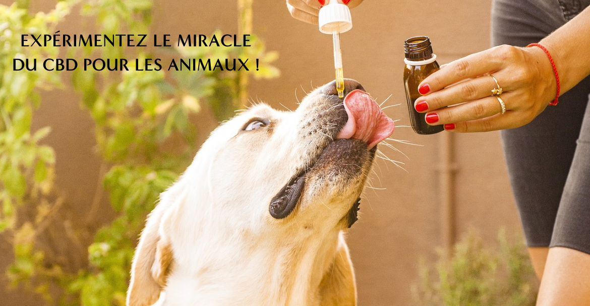 Expérimentez le miracle du CBD pour les animaux !
