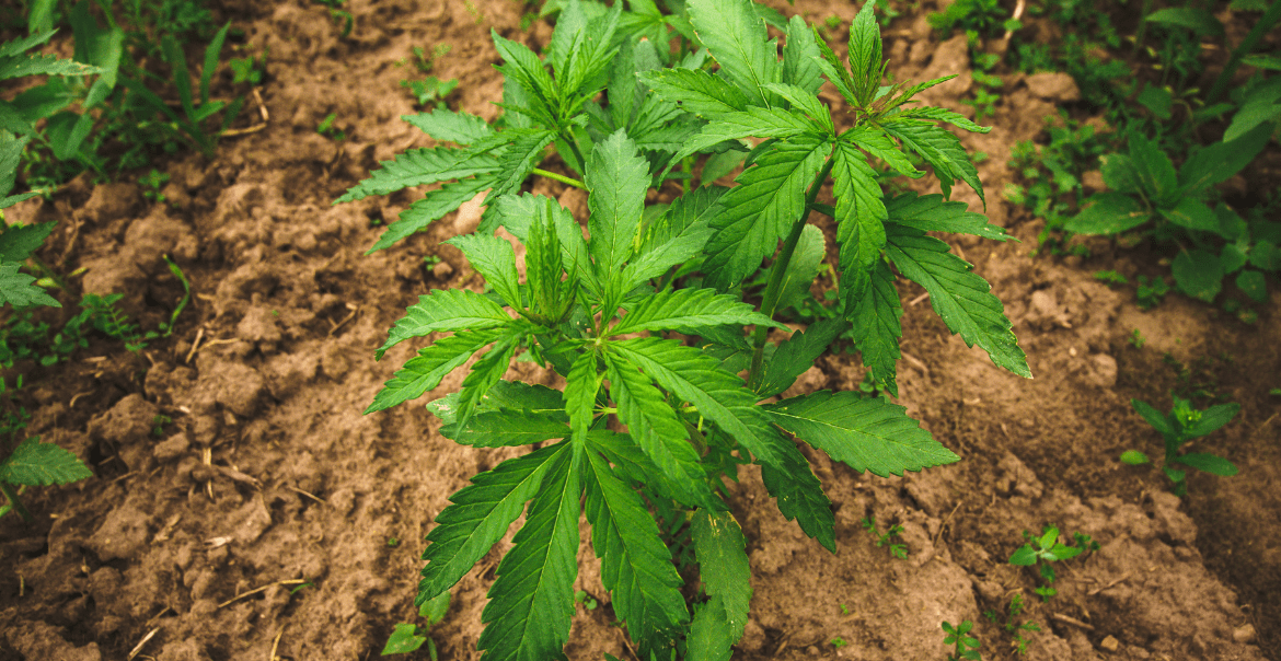 Fabriquer du Hash CBD : Guide pratique et astuces avec Deli Hemp !