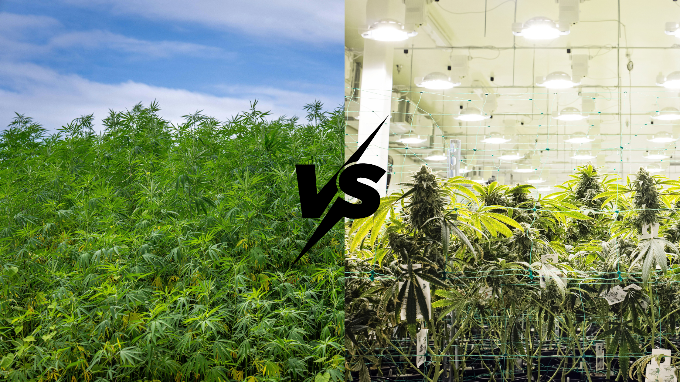 Fleur CBD indoor vs outdoor : quelles différences ?