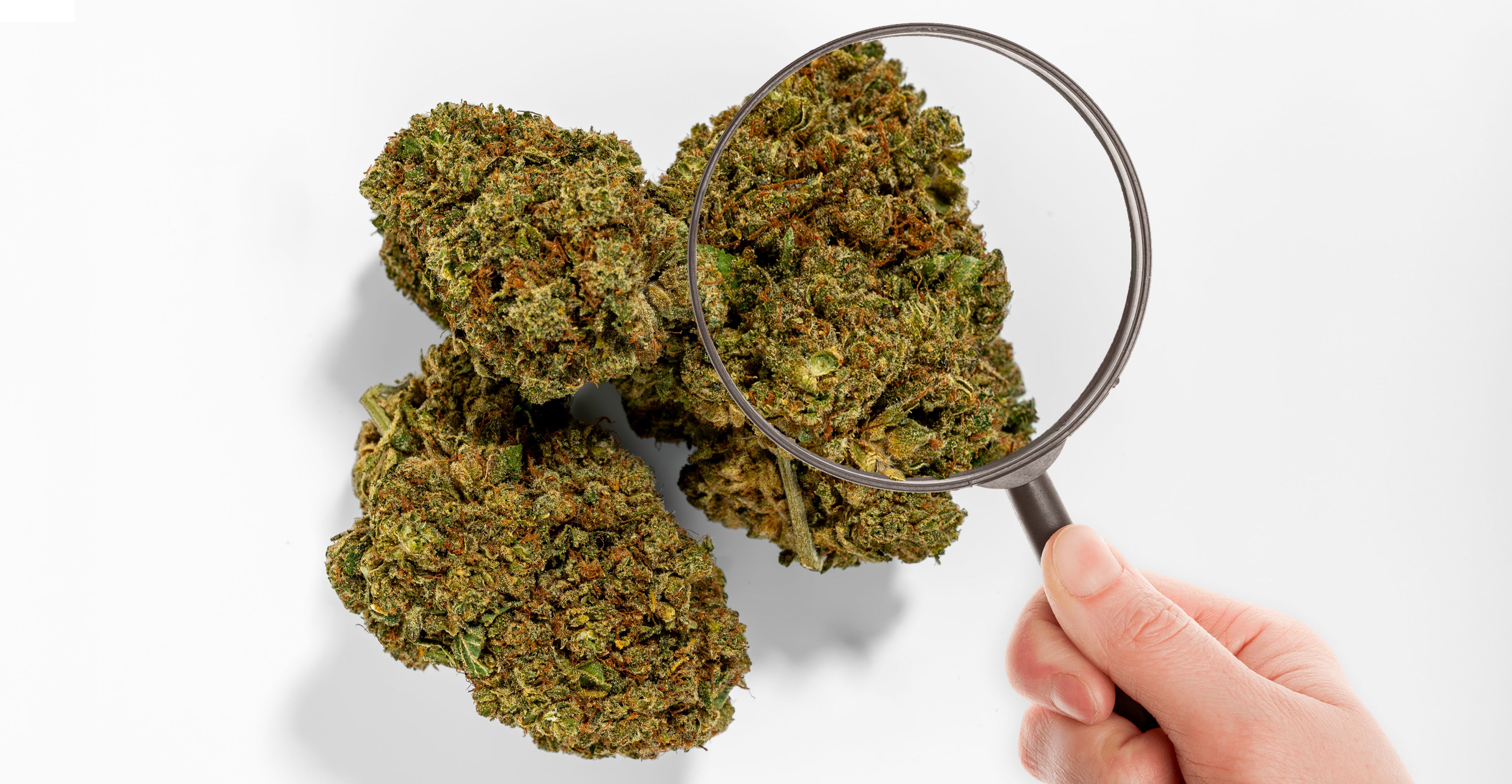 Fleur CBD Small Bud : le format malin pour du CBD pas cher Image