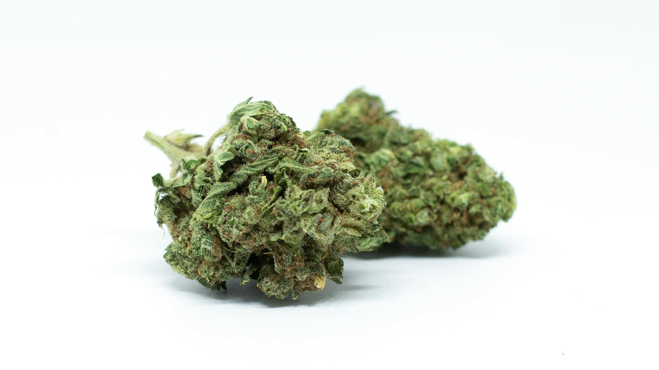 Fleurs CBD hydro : pourquoi la culture hydroponique est synonyme de CBD premium ?