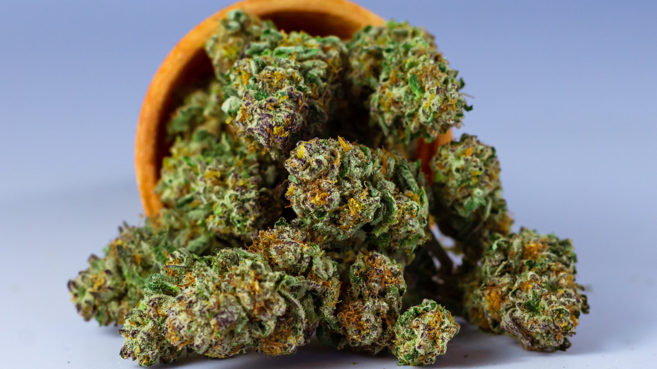 Focus sur les nouvelles fleurs 2025 : White Widow, Purple Dream, Amnesia 2.0