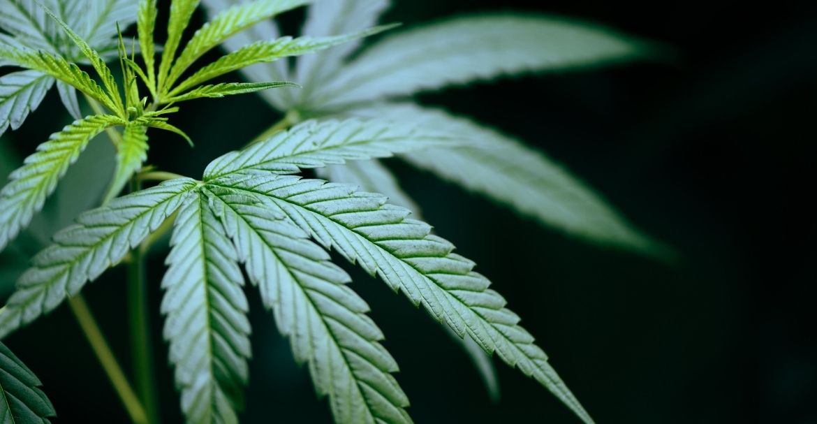 Il y t-il des risques de surdosage avec le CBD ? Image