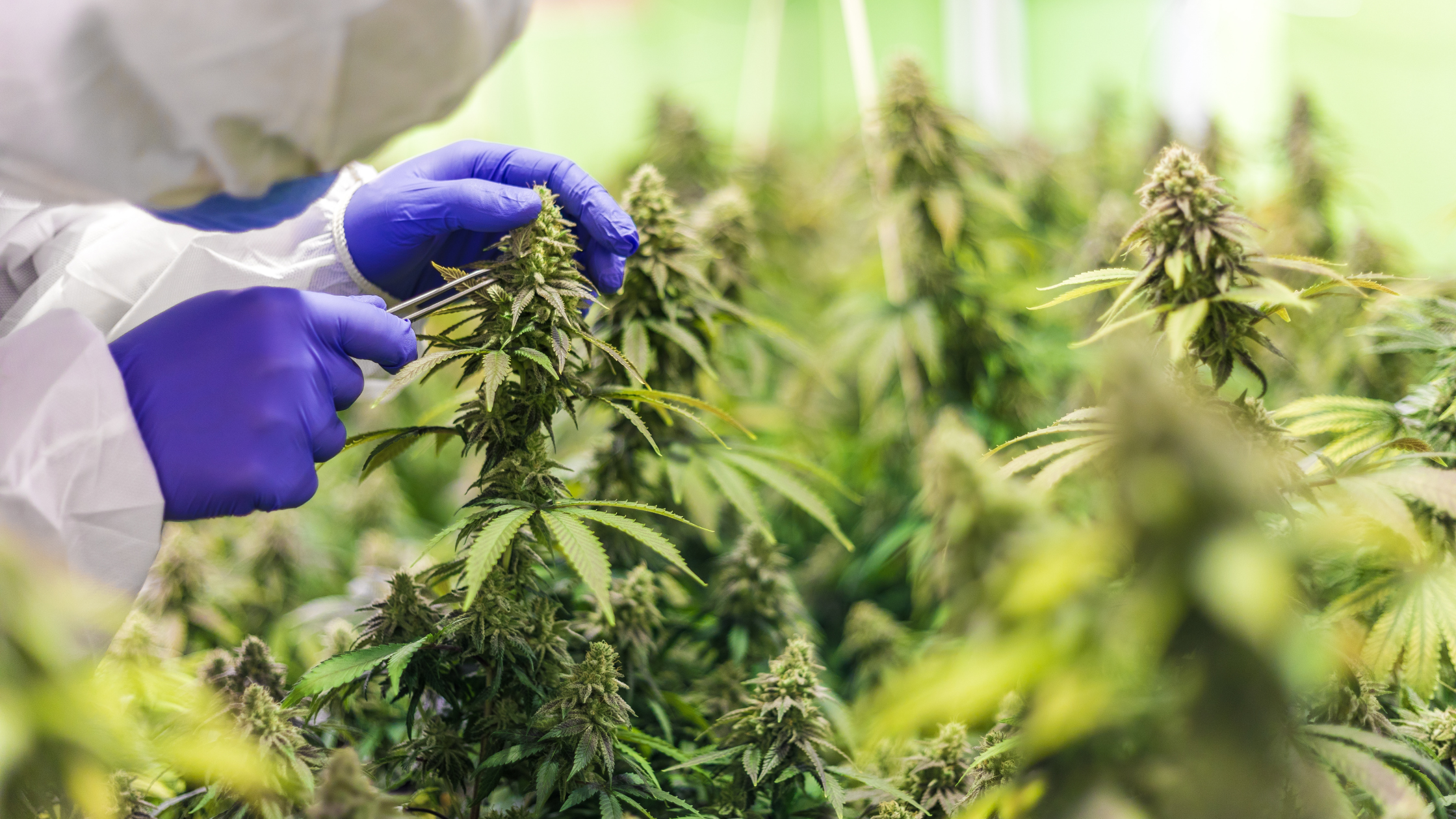 Interactions CBD et médicaments : Guide complet