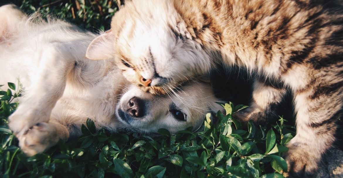 Le CBD est-il bon pour la santé des animaux ? Image