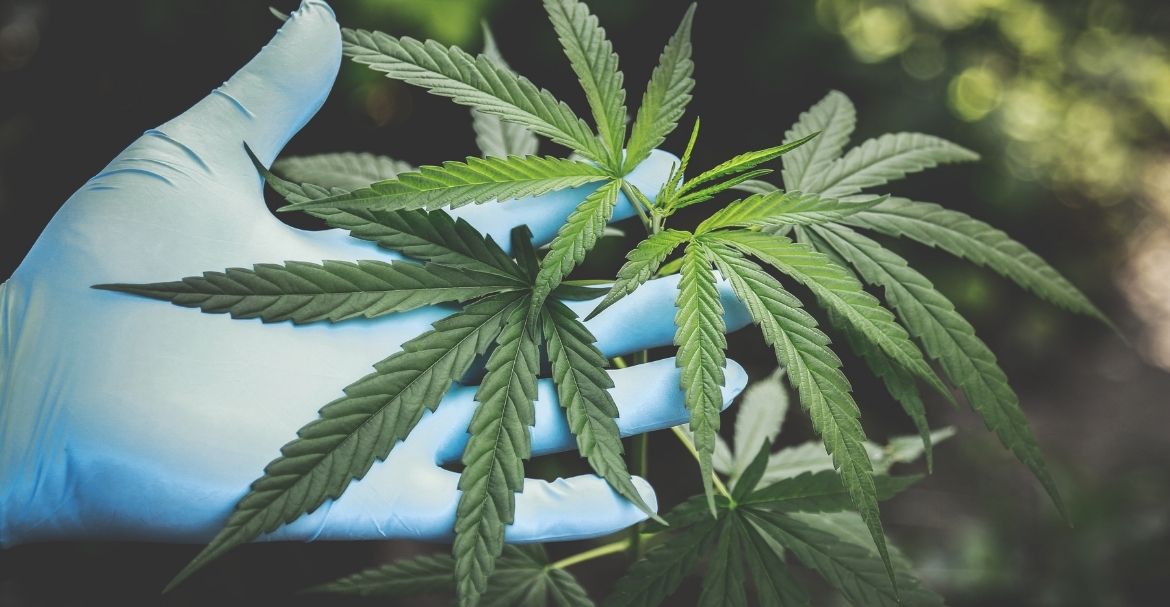 Le CBD est-il nocif pour la santé ?