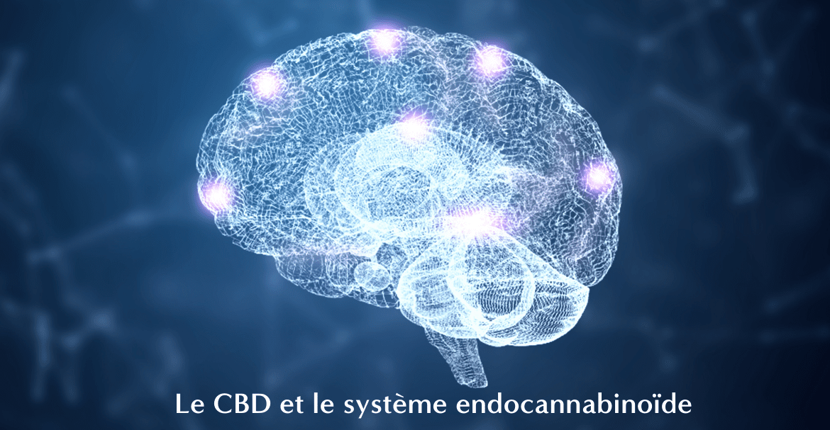 Le CBD et le système endocannabinoïde Image