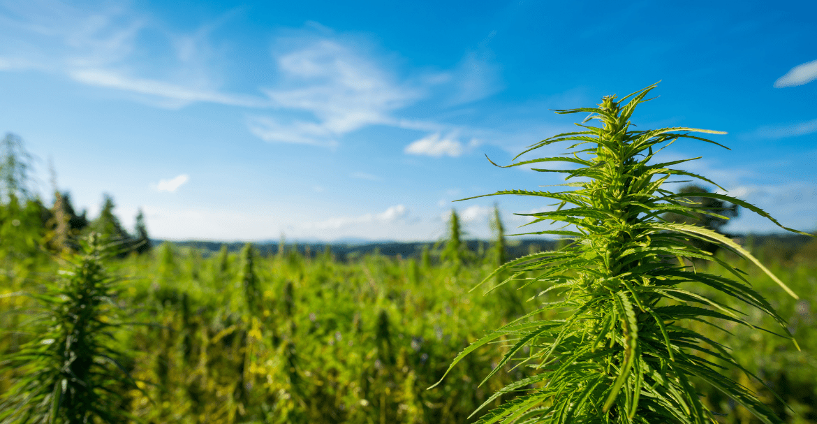 Le chanvre une plante adoptogène ? Image