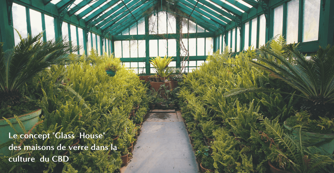 Le concept "Glass  House"  des maisons de verre dans la culture  du CBD Image
