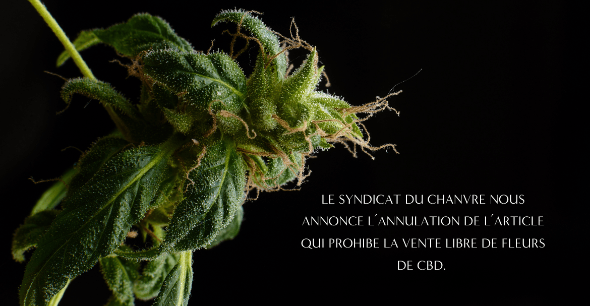 LE SYNDICAT DU CHANVRE NOUS ANNONCE L’ANNULATION DE L’ARTICLE QUI PROHIBE LA VENTE LIBRE DE FLEURS DE CBD.