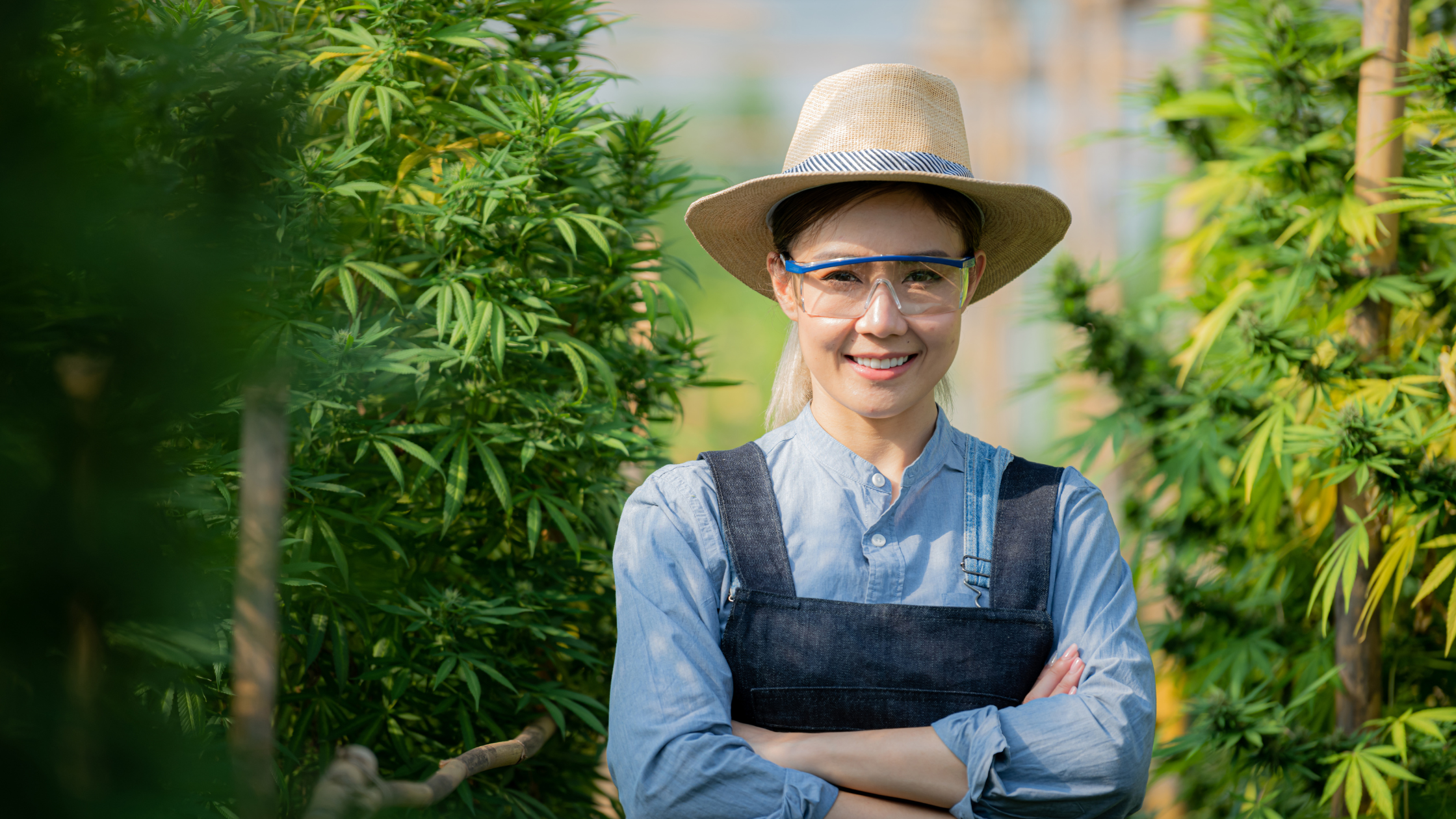 Les étapes de la culture de graines de CBD cannabis Image