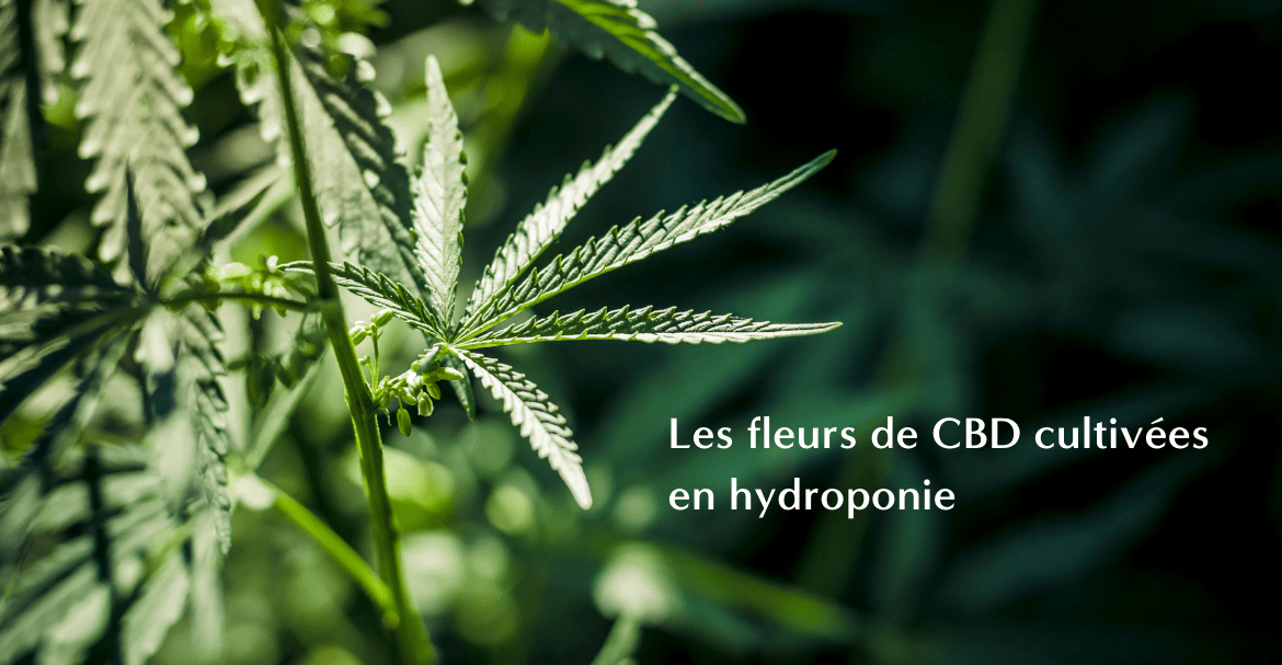 Les fleurs de CBD cultivées en hydroponie : une méthode de culture innovante